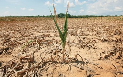 20120717_corn_blog_main_horizontal