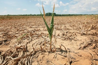 20120717_corn_blog_main_horizontal