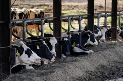 Alfred Brandt's dairy farm which has run into the industry's supply chain problems in Linn