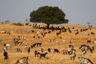 FILE PHOTO: Goats graze as others gather in the shade of a tree to avoid the sun, as the summer's first heatwave hits Spain, in Ronda