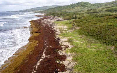 Barbados Sargassum