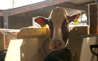 CowMethane_010-1024x576