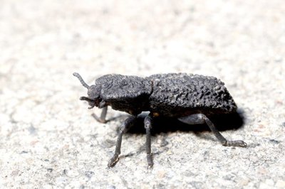 Diabolical Ironclad Beetle (Coleoptera; Phloeodes diabolicus)