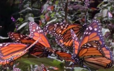 MonarchButterflies