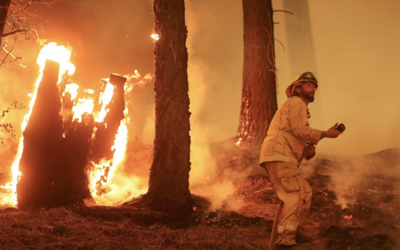 Firefighter battles blaze in forest