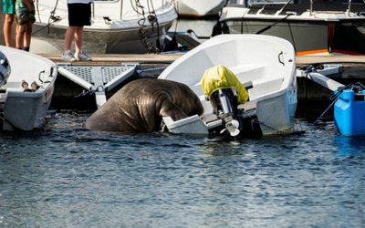 Freya the walrus climbs into a boat in Frognerkilen bay