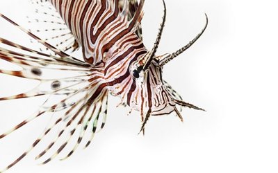 lionfish