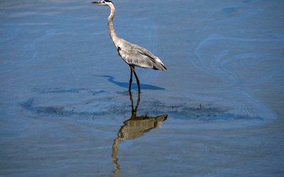 Oil spill off the coast of California has come ashore in Huntington beach