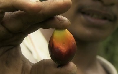 palmoil_blog_main_horizontal