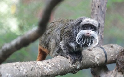 FILE PHOTO: An emperor tamarin monkey is seen perched on a branch