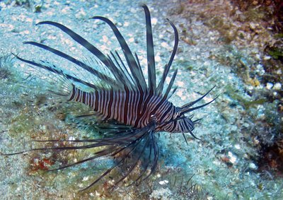 To go with Reuters Life! LIONFISH-CARIBBEAN/INVASION