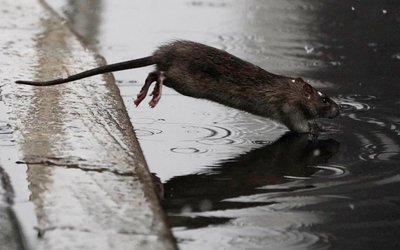 A rat jumps into a puddle in the snow in the Manhattan borough of New York City