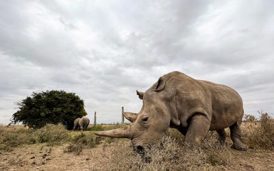Najin, one of the last two northern white rhino females, stands at her enclosure at the Ol Pejeta Conservancy in Kenya
