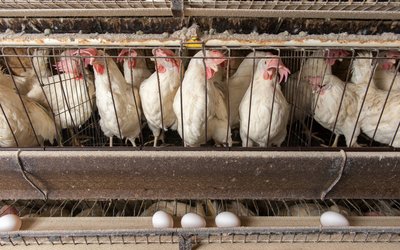 BirdFlu-e1712266384152