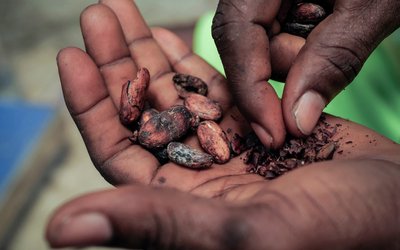 The Wider Image: Chocolate prices to keep rising as West Africa's cocoa crisis deepens