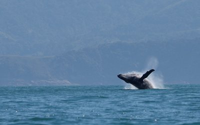 A humpback whale breaches off in the coast of Ilhabela, Brazil