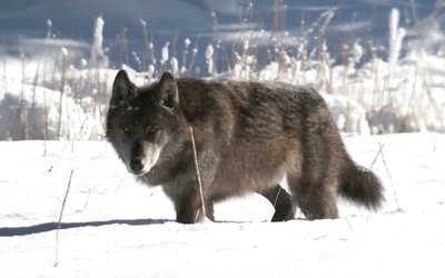 listeningtowolves-1024x577