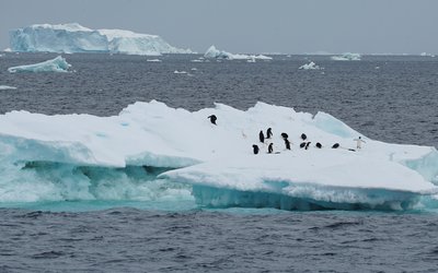 Scientists investigate impact of climate change on penguin colonies in Antarctica