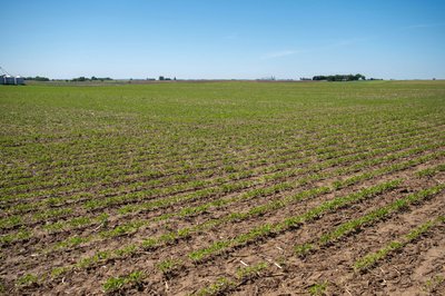 Facing low prices for all crops, U.S. farmers eye soy planting expansion