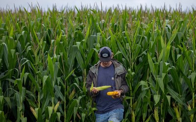 Crop scouts on the Pro Farmer Crop Tour travel across the Midwest to gauge the size of the corn and soybean crop
