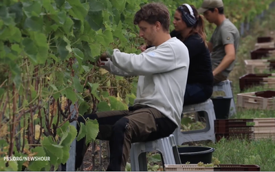 Sweden wine vineyards