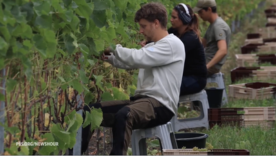 Sweden wine vineyards
