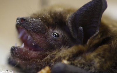 Bat pic