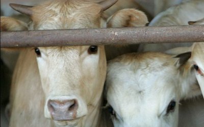 CATTLE-COW-IN-PEN-1024x768