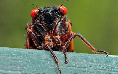 CICADA