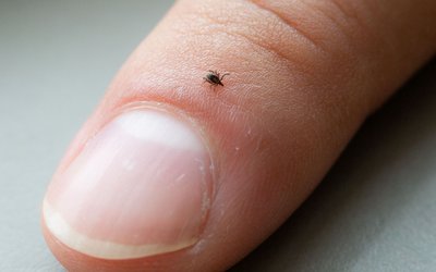Lyme