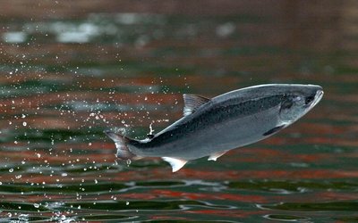 Salmon