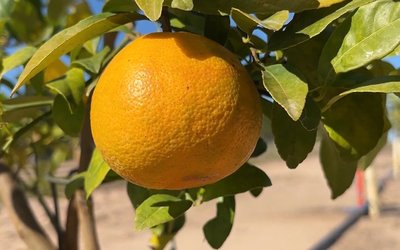 citrusgreening