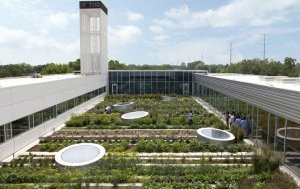 greenroof
