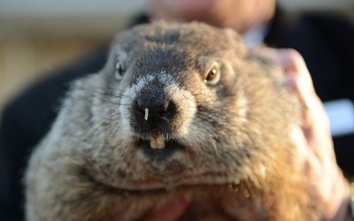 groundhog-1024x683
