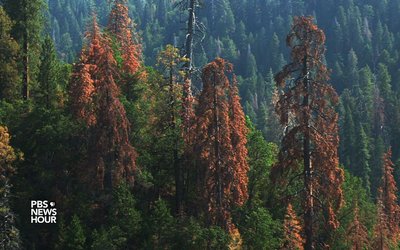 trees